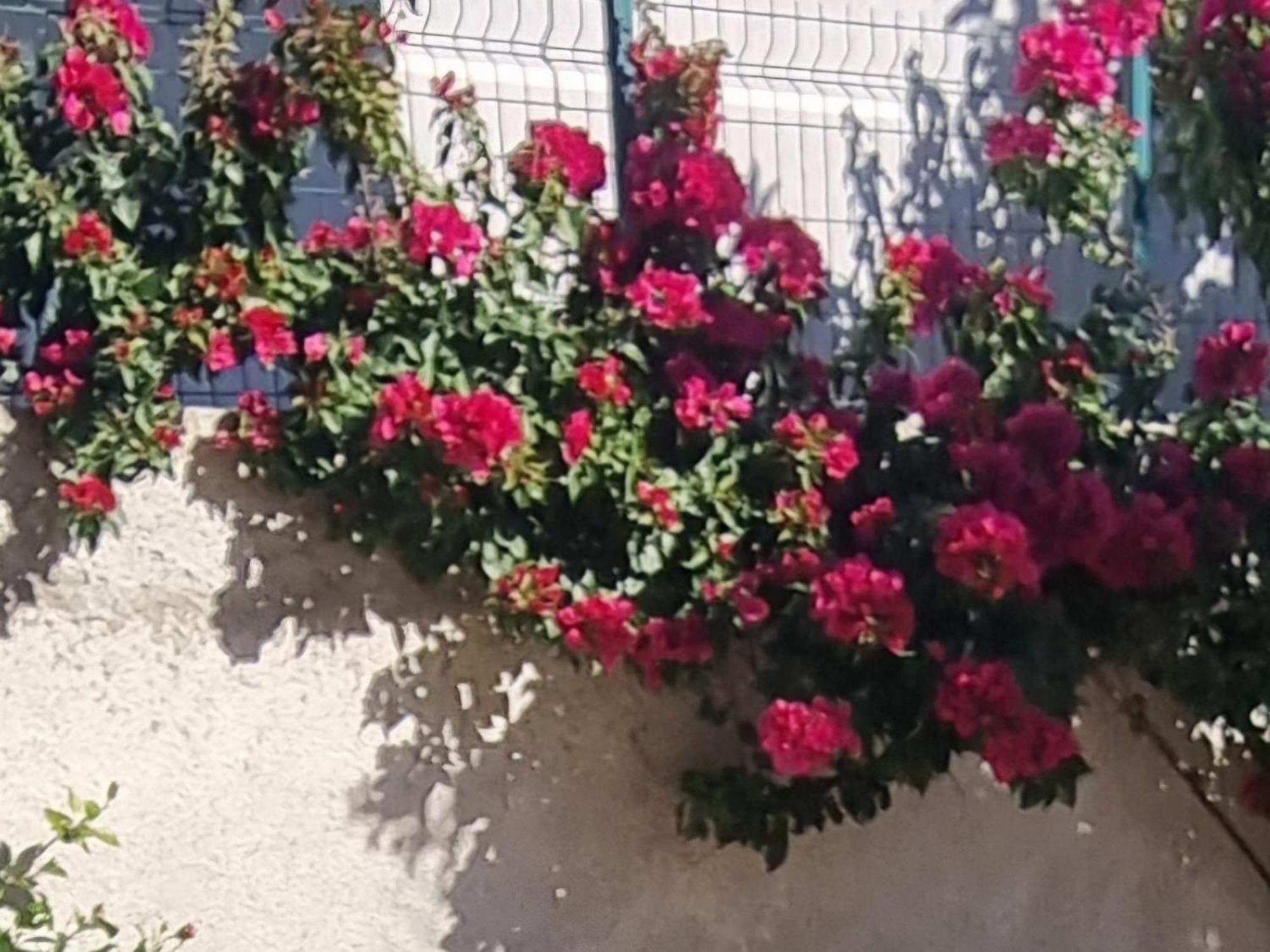 Vila Megi-Rent Room Vlore Exterior photo